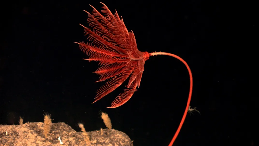 A red crinoid in its underwater home.
